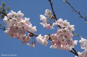 25th Apr 2011 - Cheery Cherry Blossoms