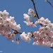 Cheery Cherry Blossoms by falcon11