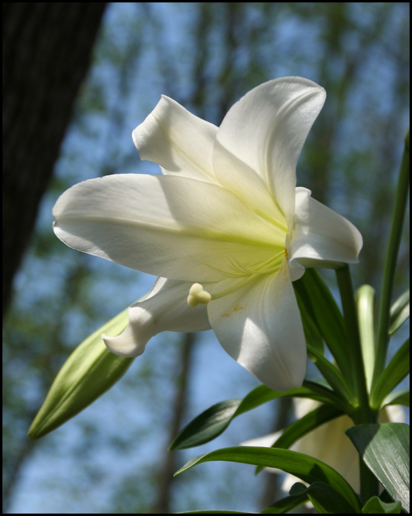 Easter Lily by hjbenson