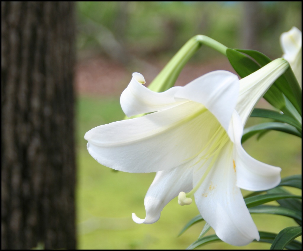 Easter Lily 2 by hjbenson