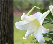 25th Apr 2011 - Easter Lily 2