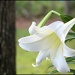 Easter Lily 2 by hjbenson