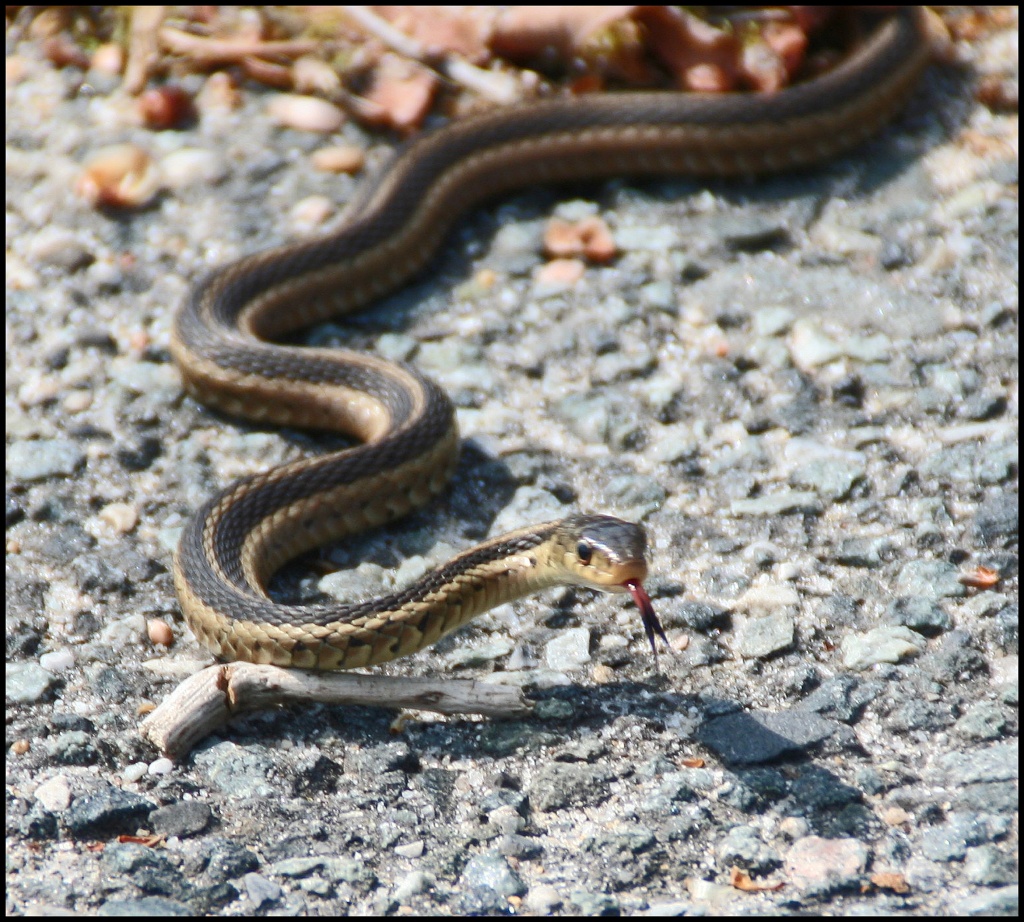 Thamnophis sirtalis by hjbenson