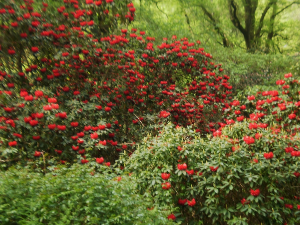 Rhododendrons. by snowy