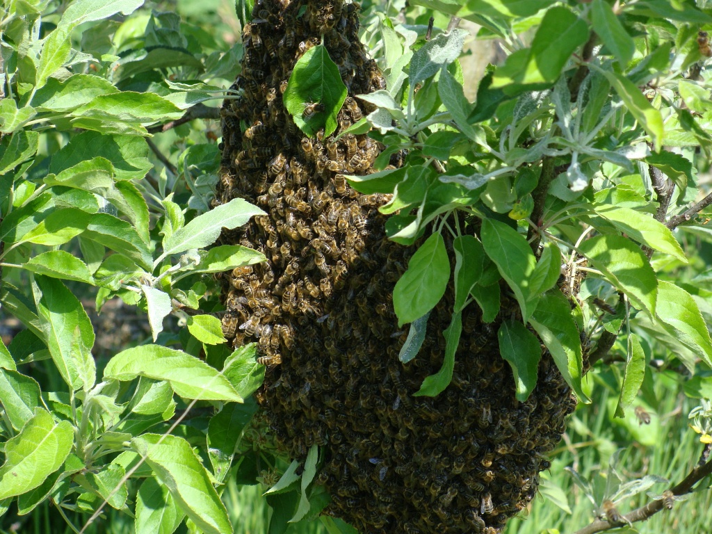 Swarm of Bees by busylady