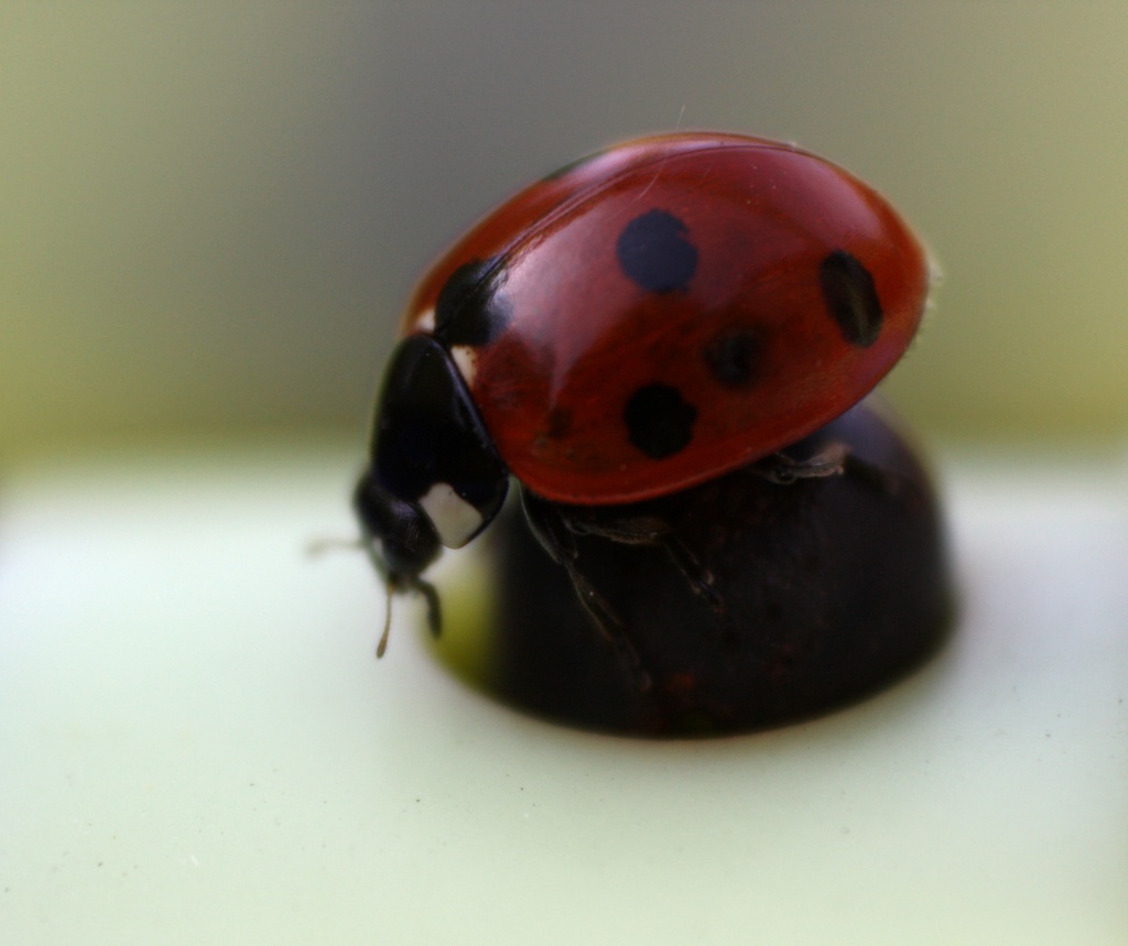 Coccinellidae by natsnell