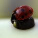 Coccinellidae by natsnell
