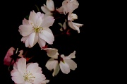 25th Apr 2011 - Spring Blossoms