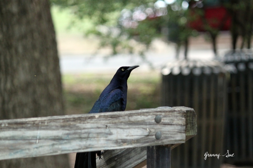 The Grackle by grannysue