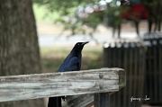 25th Apr 2011 - The Grackle