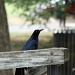 The Grackle by grannysue