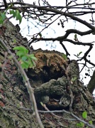 26th Apr 2011 - 'Wood owl'