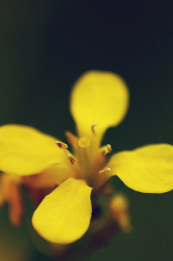 yellow by pocketmouse
