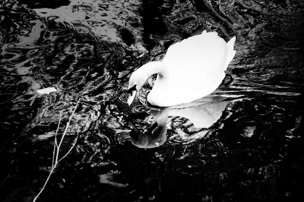 White Swan by mattjcuk