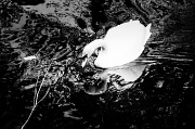 26th Apr 2011 - White Swan