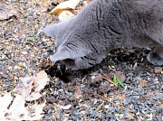 26th Apr 2011 - Bad kitty.