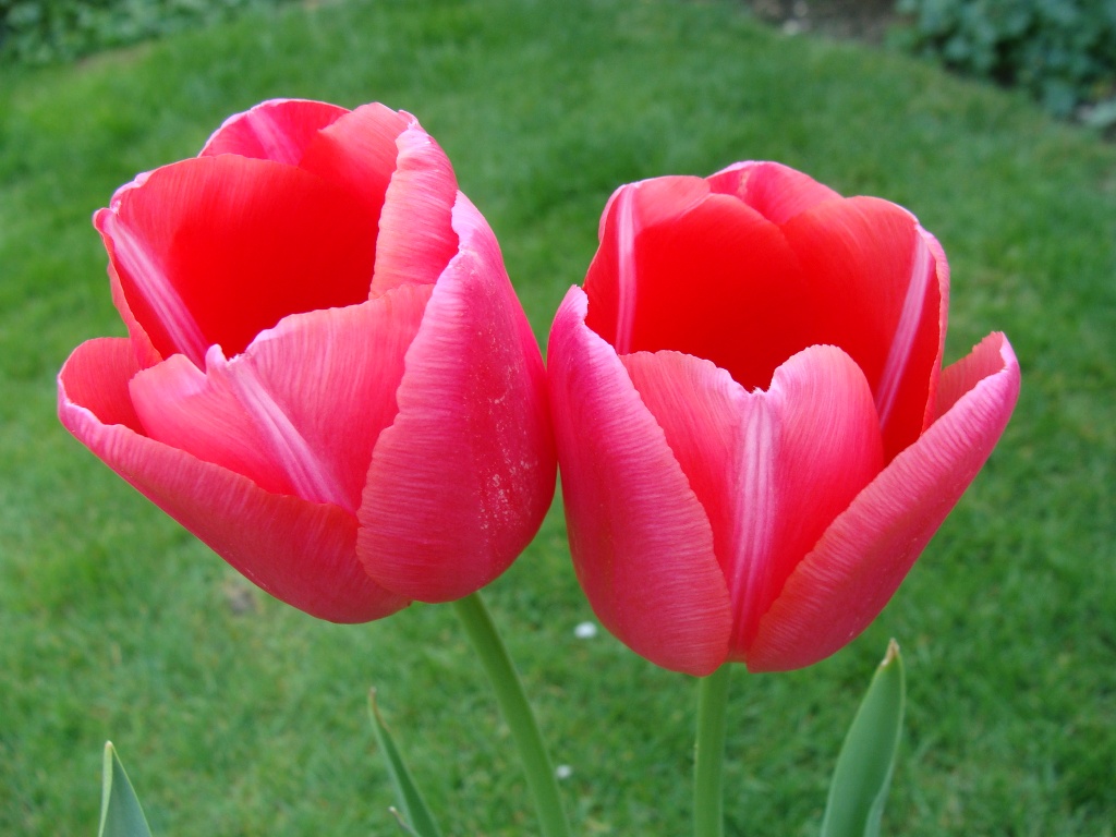 Twin tulips by busylady