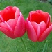Twin tulips by busylady