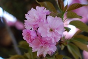 26th Apr 2011 - Cherry Blossoms