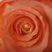 Rose by berend