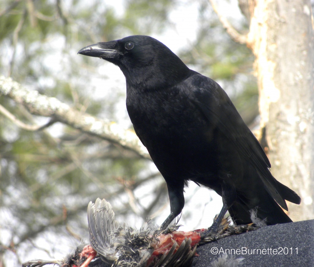 American Crow by sunnygreenwood