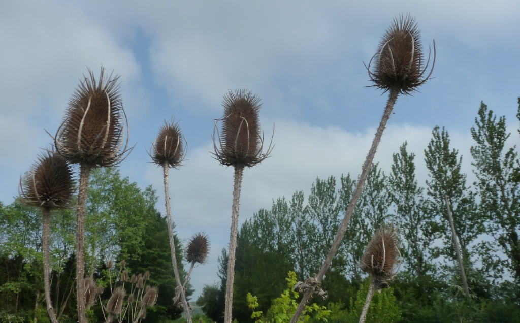 Teasels. by dulciknit