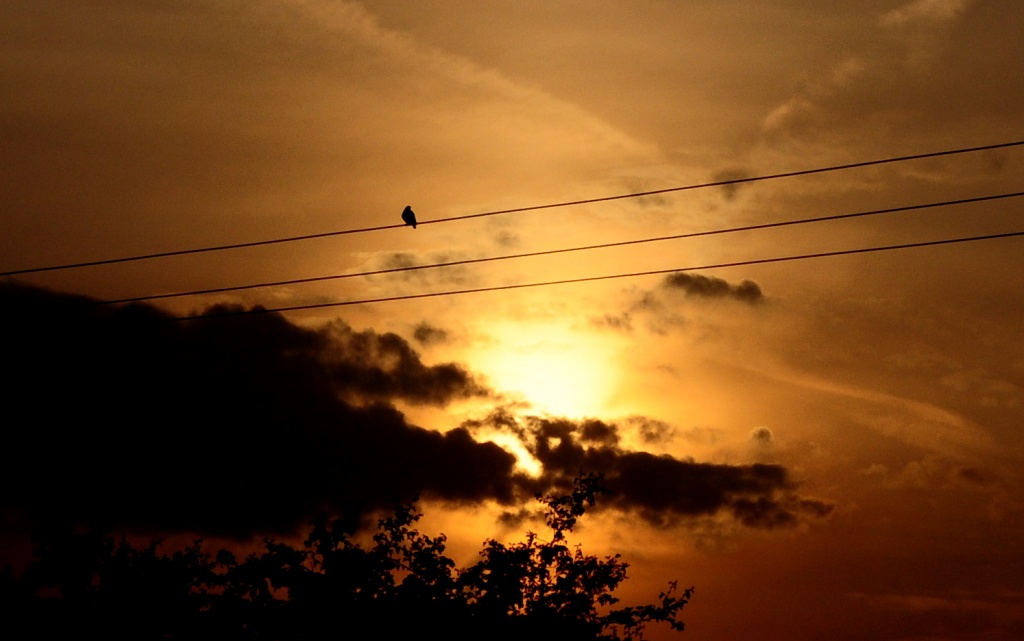Bird on a Wire by andycoleborn