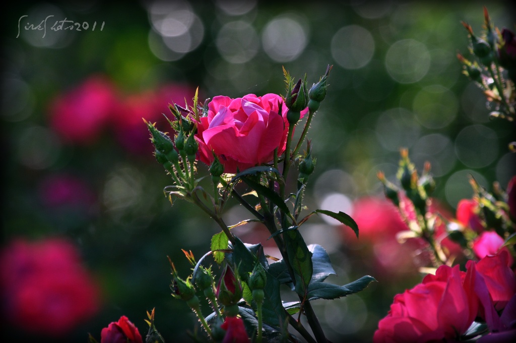 Knock Out Roses by peggysirk