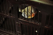 26th Apr 2011 - Caged Bird