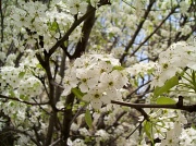 26th Apr 2011 - Blossoms