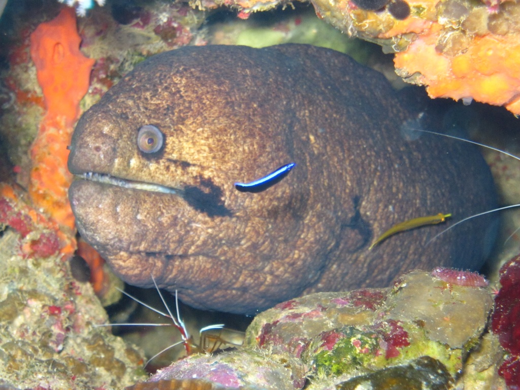 when the moon hits your eye like a big pizza pie that's a Moray by lbmcshutter