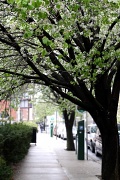 23rd Apr 2011 - Blossoms in the City