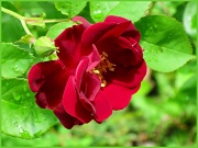 26th Apr 2011 - Radiant red rose