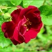Radiant red rose by cjwhite