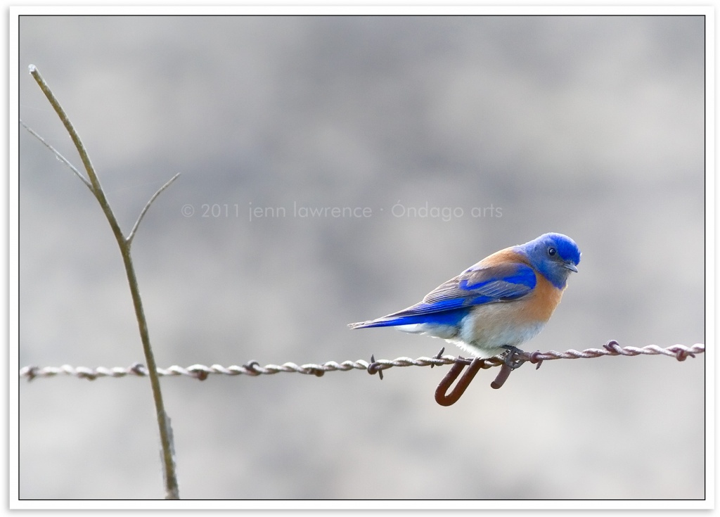 Western Bluebird by aikiuser