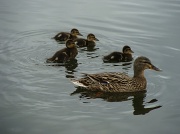 27th Apr 2011 - Five little ducks went swimming one day....