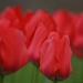 twillight tulips by miranda