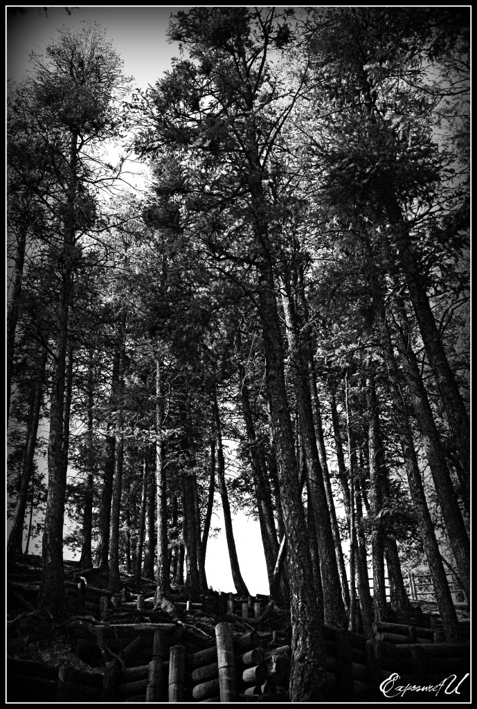 Through the Pines by exposure4u