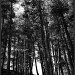 Through the Pines by exposure4u