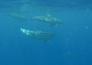 27th Apr 2011 - I don't think I'll ever get sick of close encounters with dolphins 