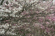 27th Apr 2011 - Flowering trees