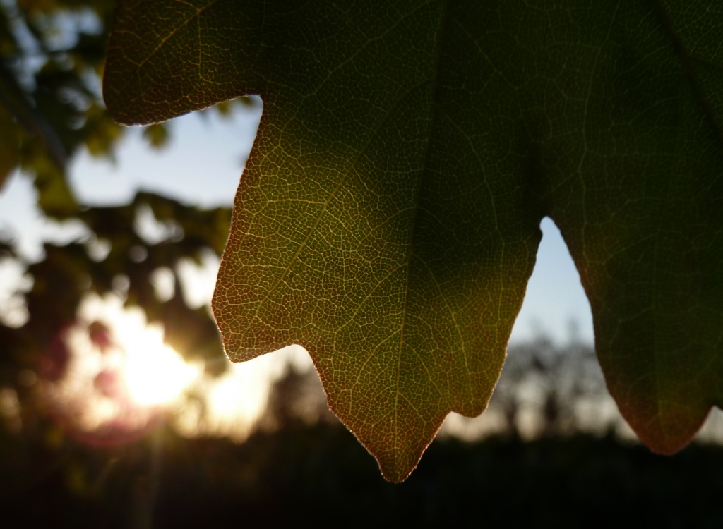Leaf at sunset by dulciknit