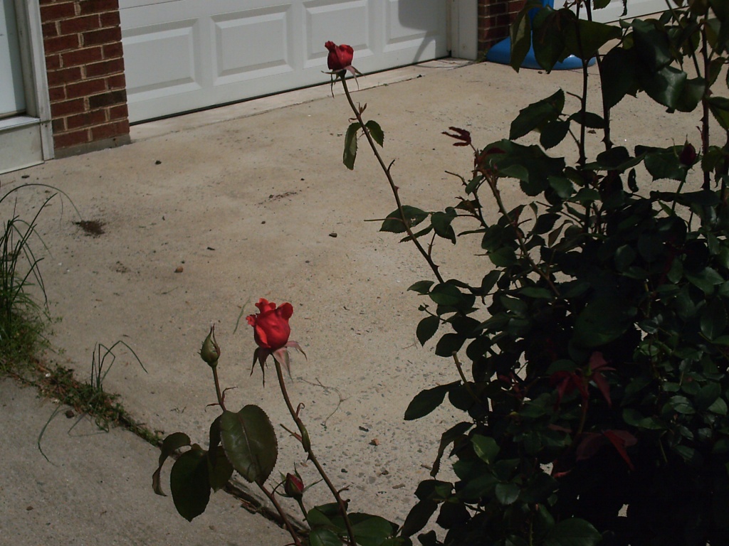 Rose Bush 4.21.11 by sfeldphotos