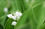 27th Apr 2011 - Lily-of-the-Valley Part Deux
