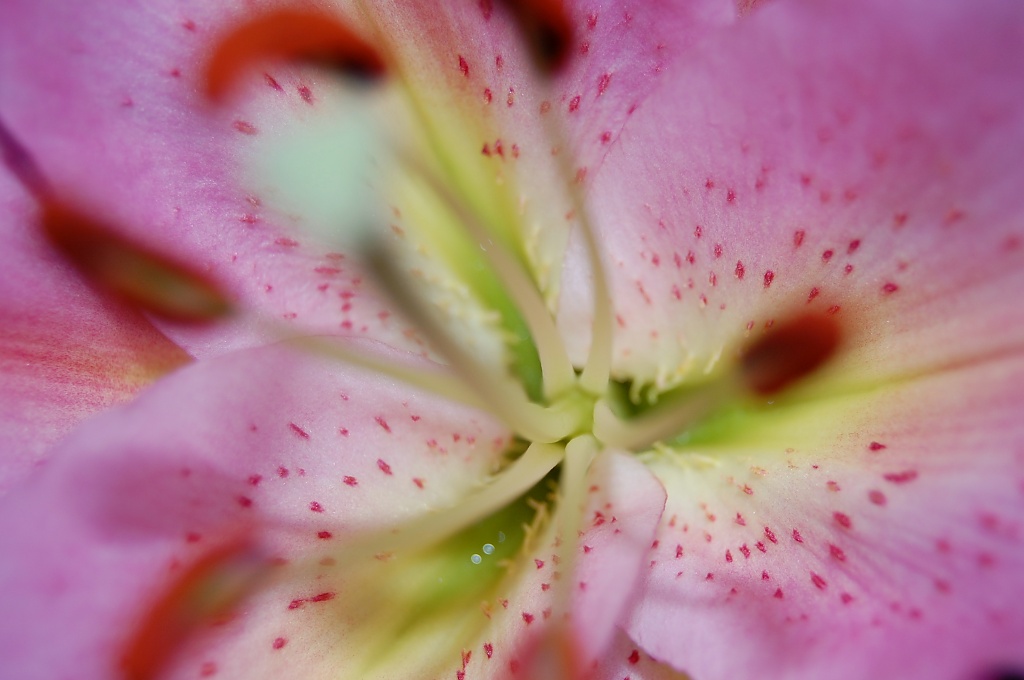Blurred Lily by andycoleborn