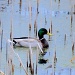 Quack! by dakotakid35