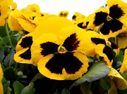 27th Apr 2011 - Mountain of Pansies