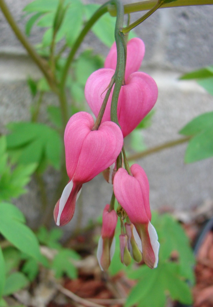 Bleeding Heart by brillomick