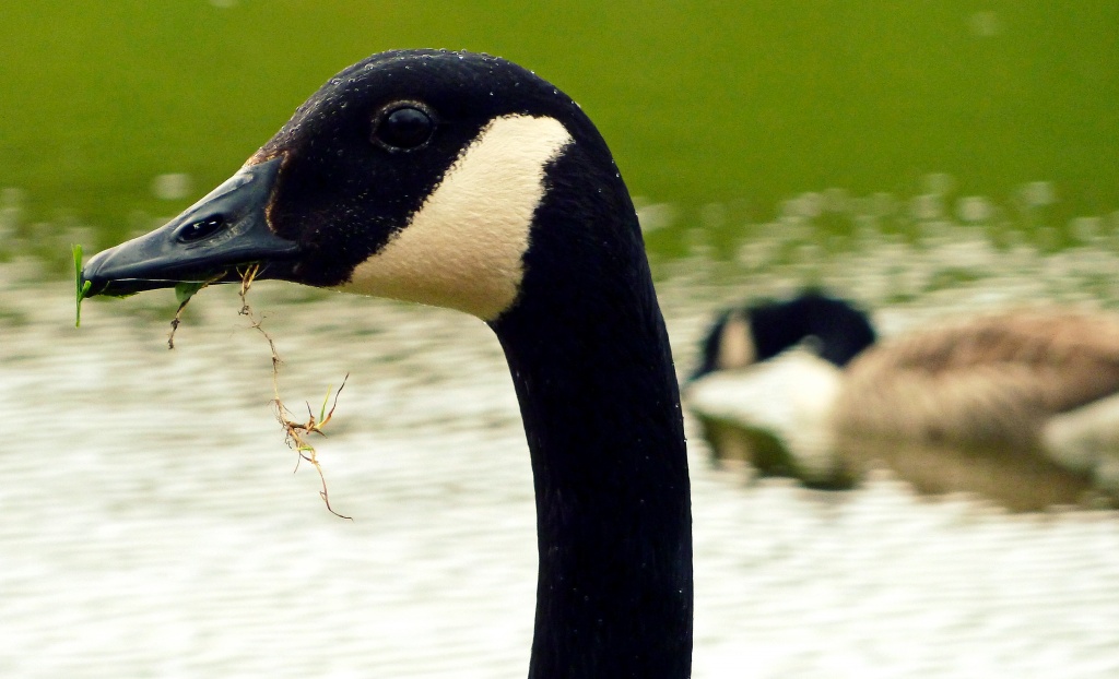 Canada Goose by rich57