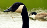 27th Apr 2011 - Canada Goose